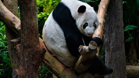 Chengdu Research Base of Giant Panda