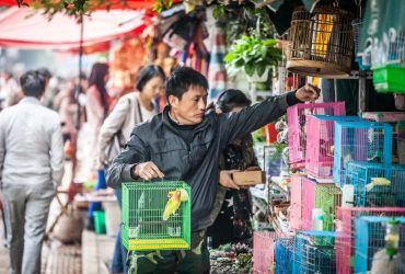 Jingxing Flower & Bird Market