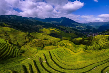 Longji Terracd Rice Field