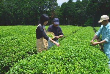 Picking Tea Leaves