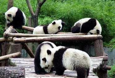 chengdu panda