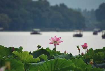 荷花